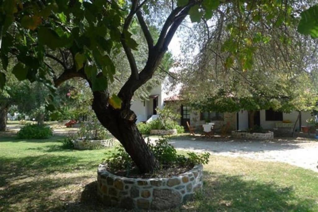 Traditionelles Appartement Athos Shadow Am Meer Paralia Sikias Buitenkant foto